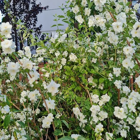 Giselle بيت ضيافة 3*